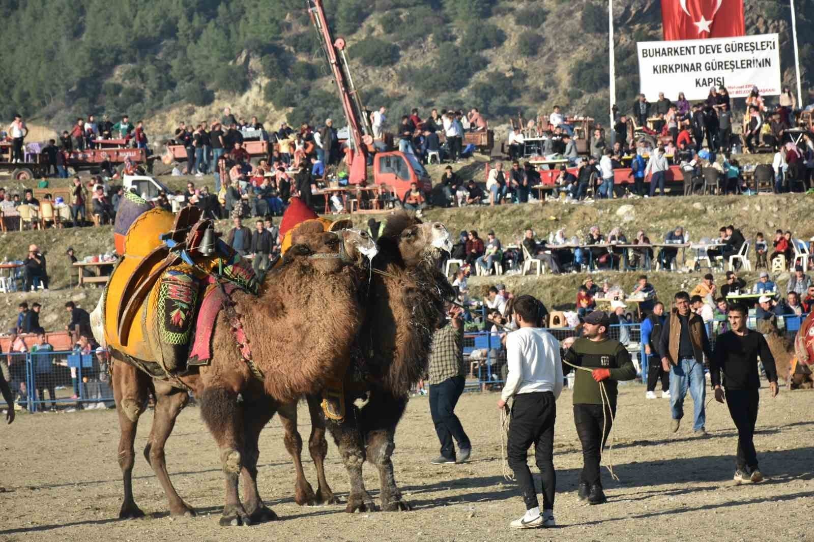 Buharkent Deve Güreşi için hazırlıklar tamamlanıyor