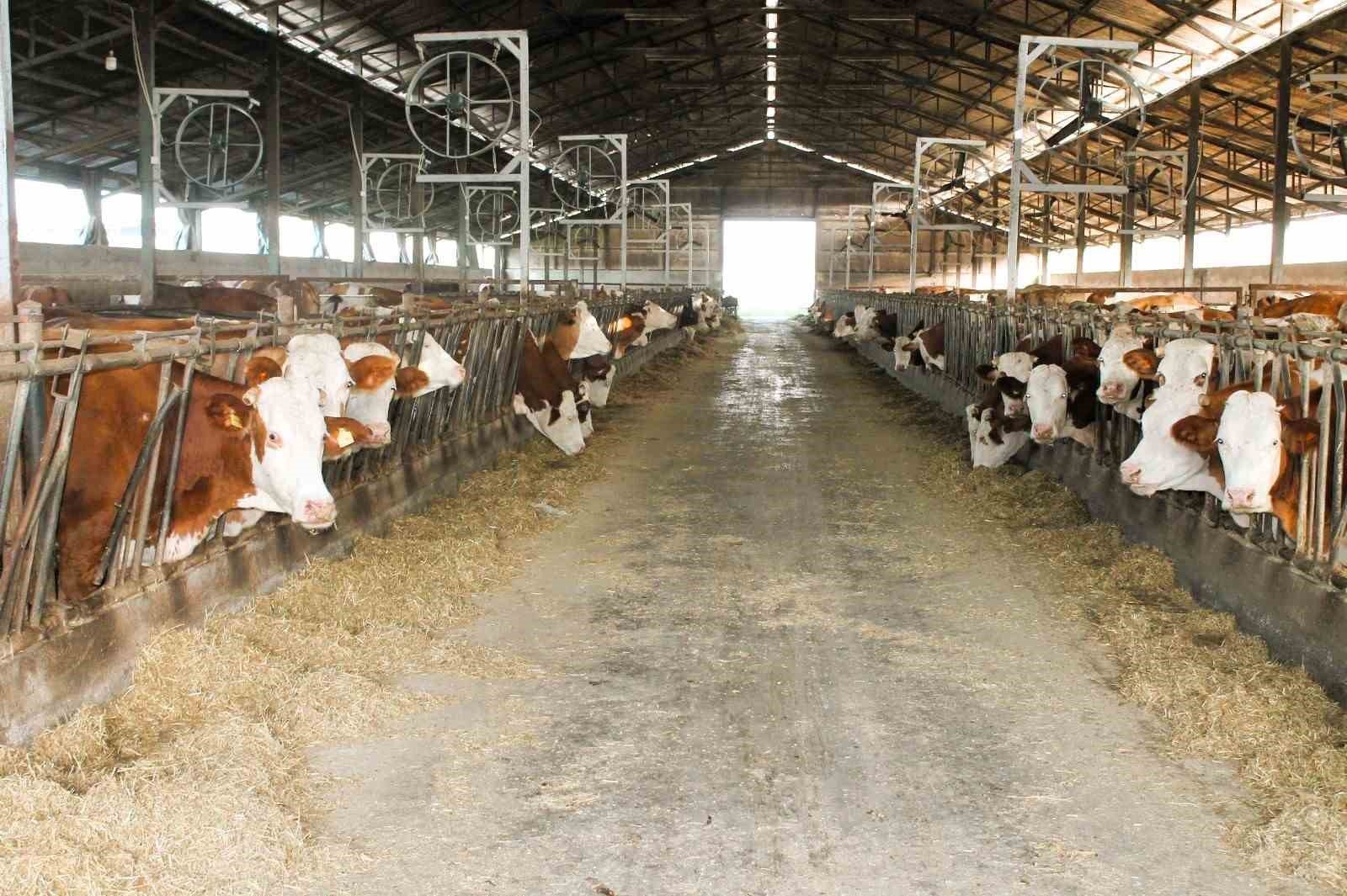 Denizli, Ege Bölgesinin süt tedarikçisi