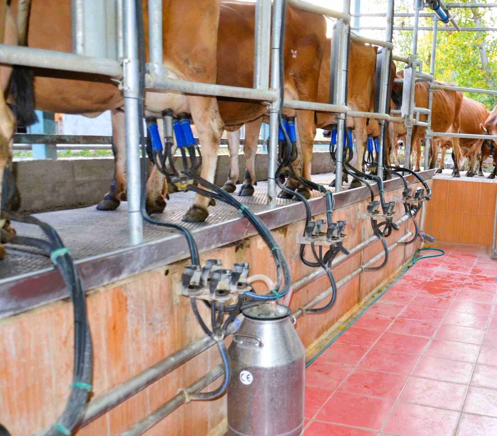 Denizli, Ege Bölgesinin süt tedarikçisi
