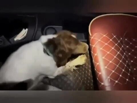 Denizli’de narkotik timleri zehir tacirlerine yönelik narkotik madde arama köpeği