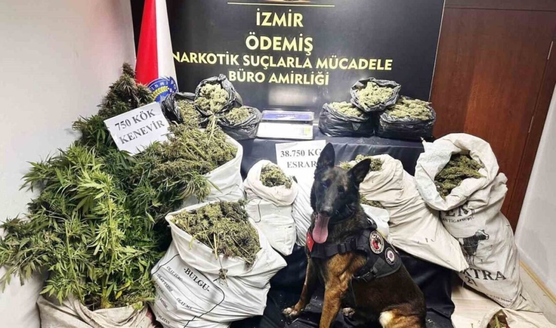 İzmir’in Ödemiş ilçesinde hayvan damında uyuşturucu imalatı yapan şüpheli çıkarıldığı