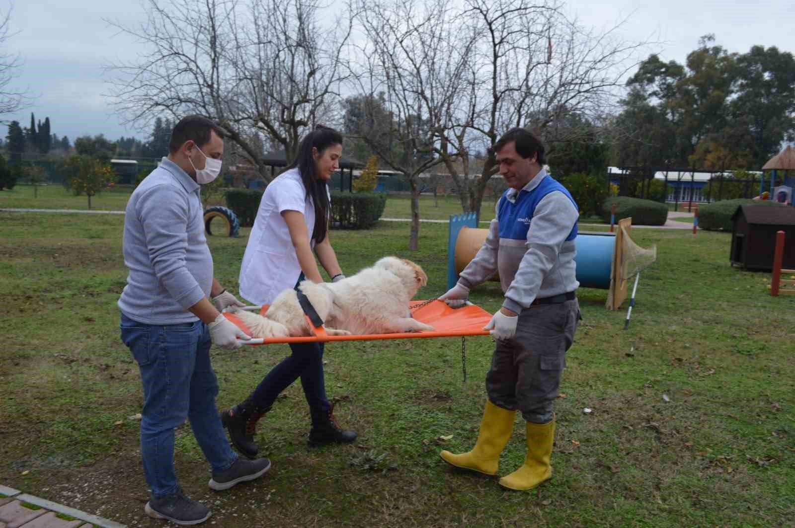 Konyaaltı Belediyesi, hayvan konforunu artırmak ve hijyen standartlarını yükseltmek gayesiyle,