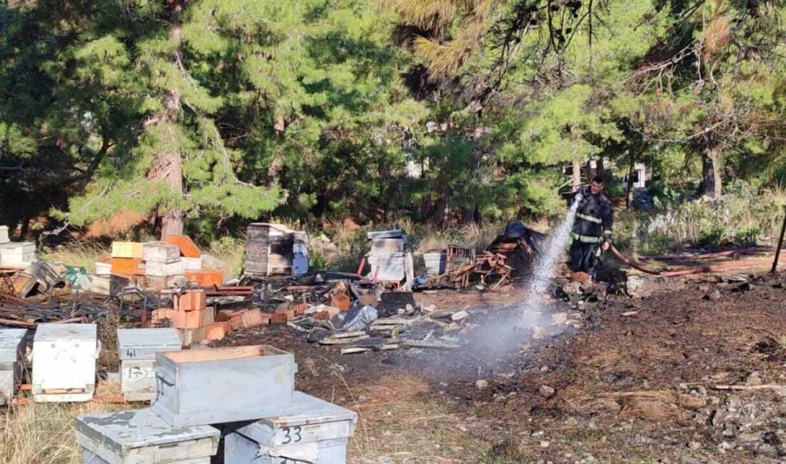Antalya’nın Alanya ilçesinde mezarlıkta çıkan yangında orman içerisinde bulunan arı