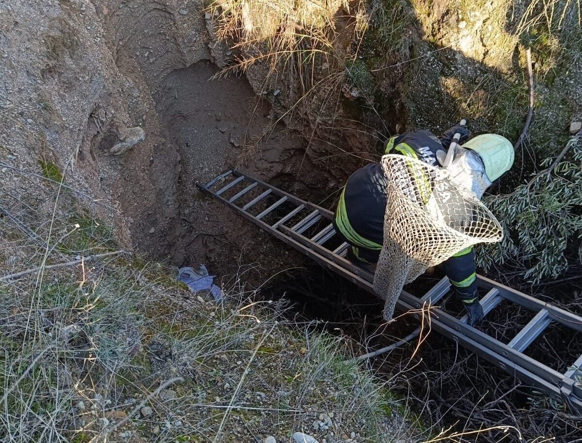 Nesli tükenmekte olan oklu kirpiler belediye ekipleri tarafından kurtarıldı