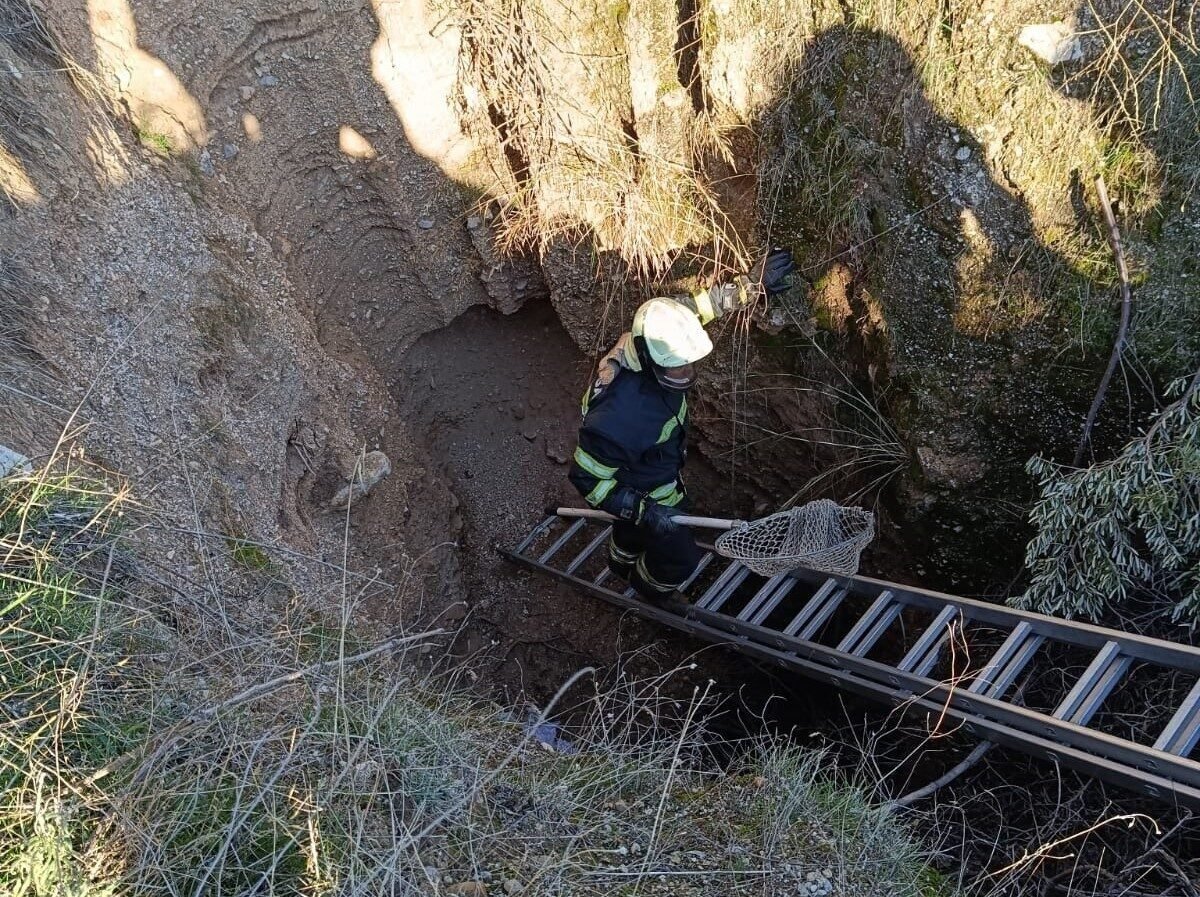 Nesli tükenmekte olan oklu kirpiler belediye ekipleri tarafından kurtarıldı