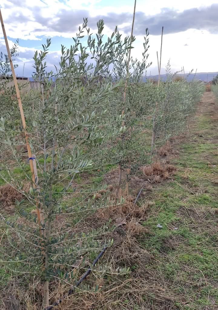 Sarıgöl’de Arbequina zeytin dikimi yaygınlaşıyor