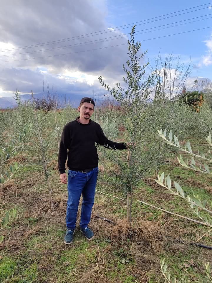 Sarıgöl’de Arbequina zeytin dikimi yaygınlaşıyor