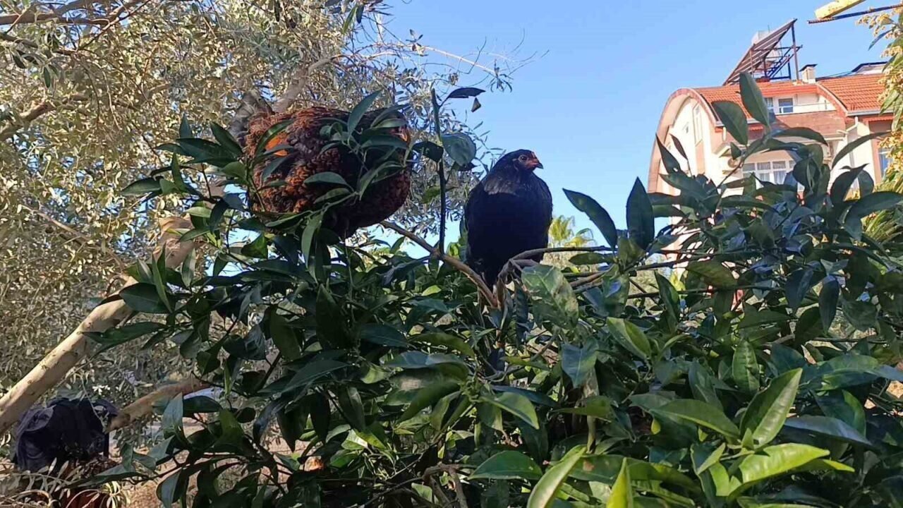 Sel felaketi sonrası kümese girmeye korkan tavuklar ağaçta uyumaya başladı Sel felaketi sonrası kümese girmeye korkan tavuklar ağaçta uyumaya başladı