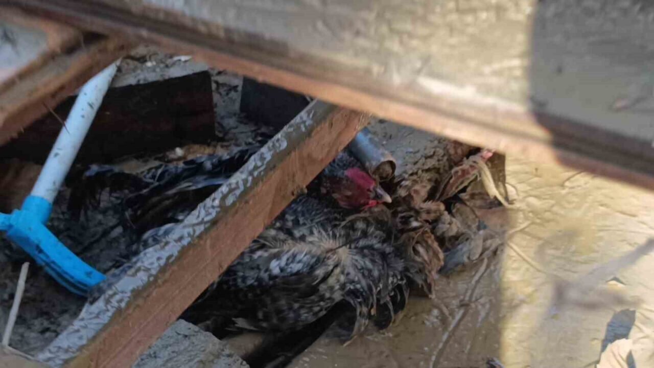 Sel felaketi sonrası kümese girmeye korkan tavuklar ağaçta uyumaya başladı