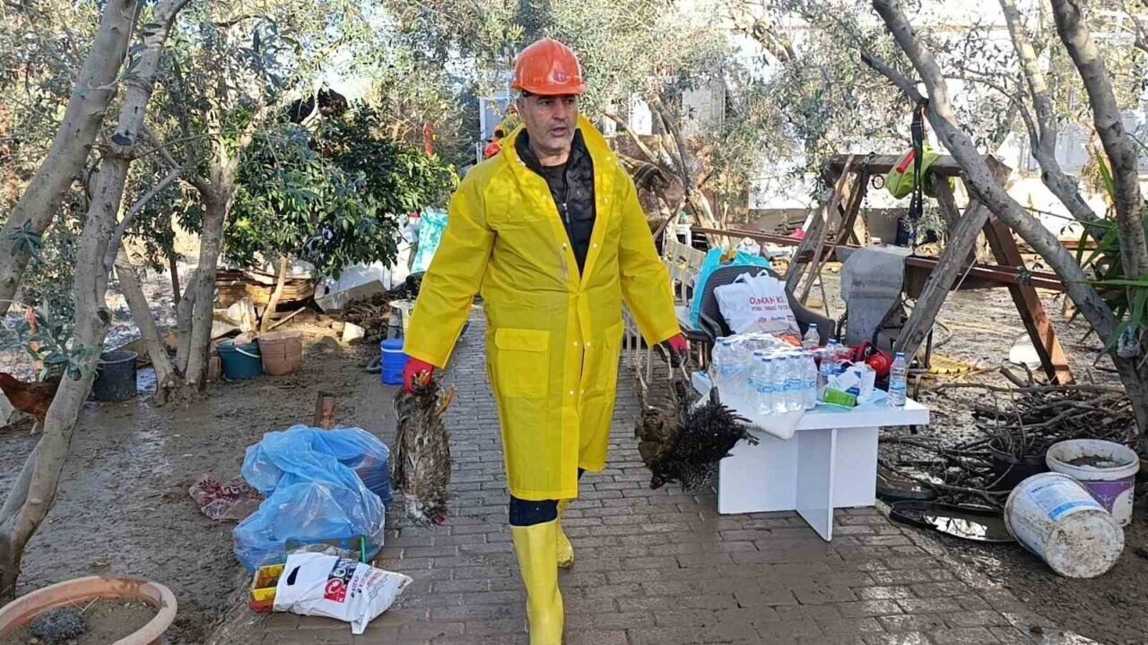 Sel felaketi sonrası kümese girmeye korkan tavuklar ağaçta uyumaya başladı