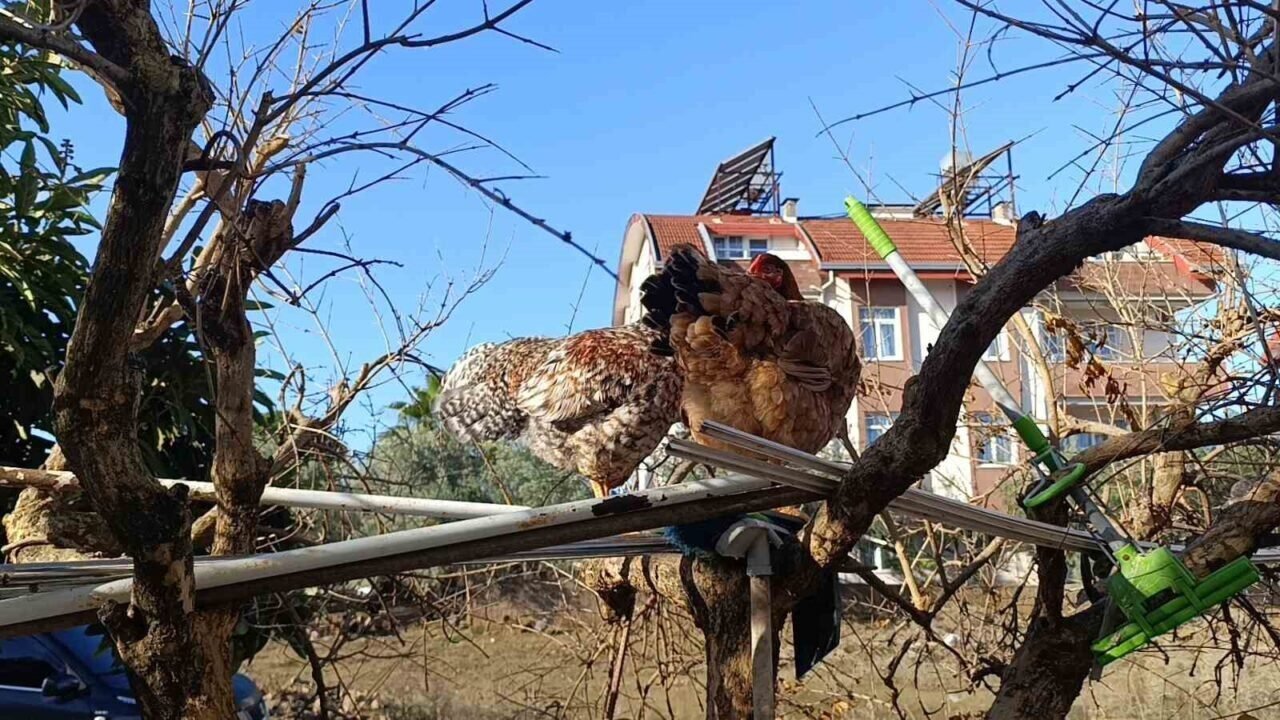 Sel felaketi sonrası kümese girmeye korkan tavuklar ağaçta uyumaya başladı