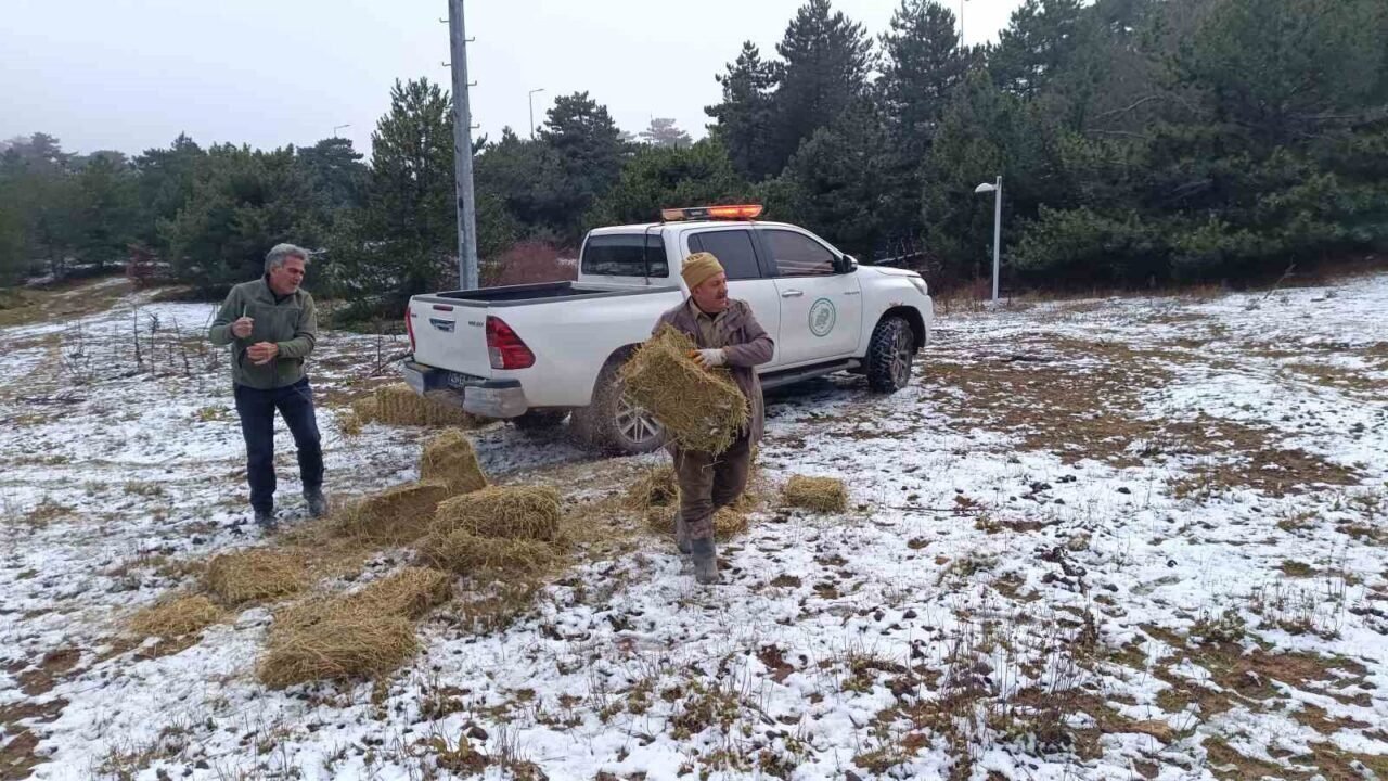 Spil’de yaban hayatı unutulmadı