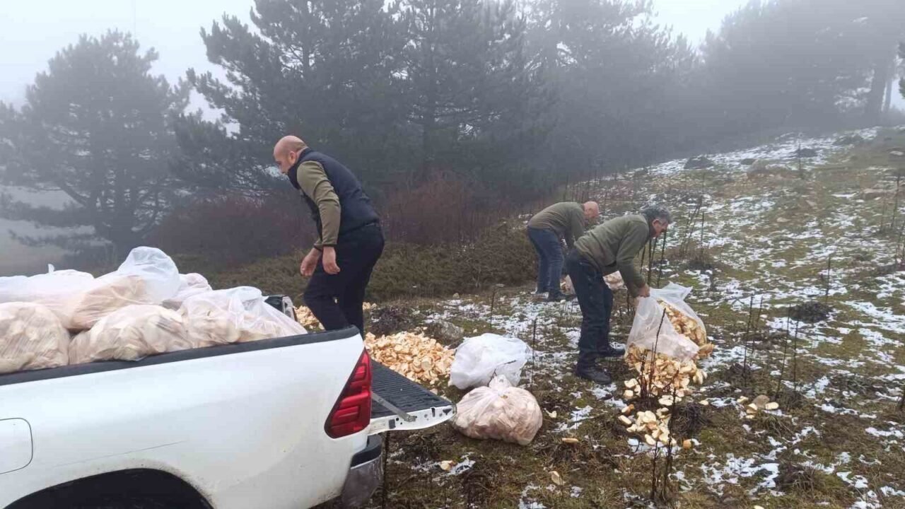 Spil’de yaban hayatı unutulmadı