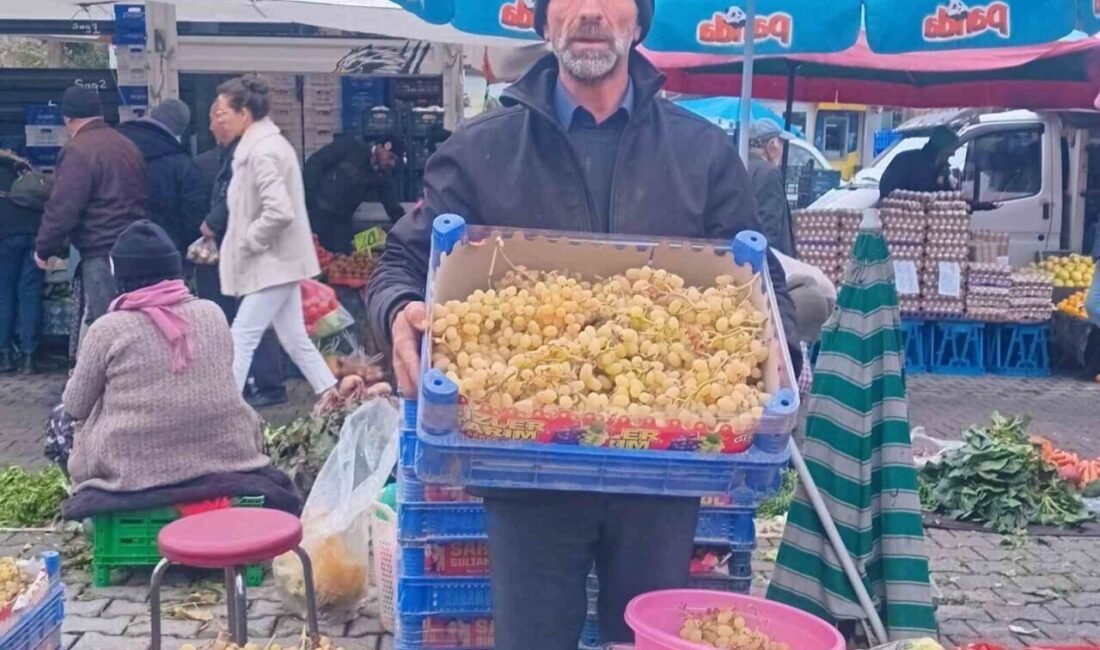 Manisa’nın Sarıgöl ilçesinden dalından toplanan taze üzümler yılbaşı sofraları için