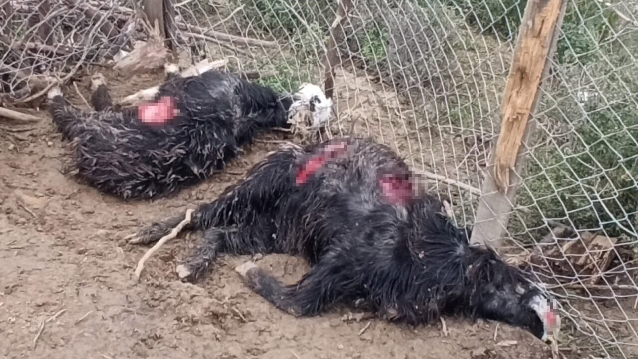 Antalya’da sokak köpekleri 25 keçiyi telef etti