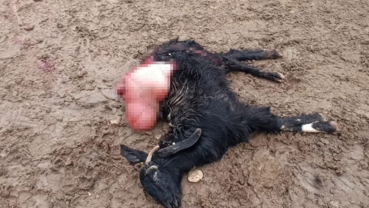 Antalya’da sokak köpekleri 25 keçiyi telef etti