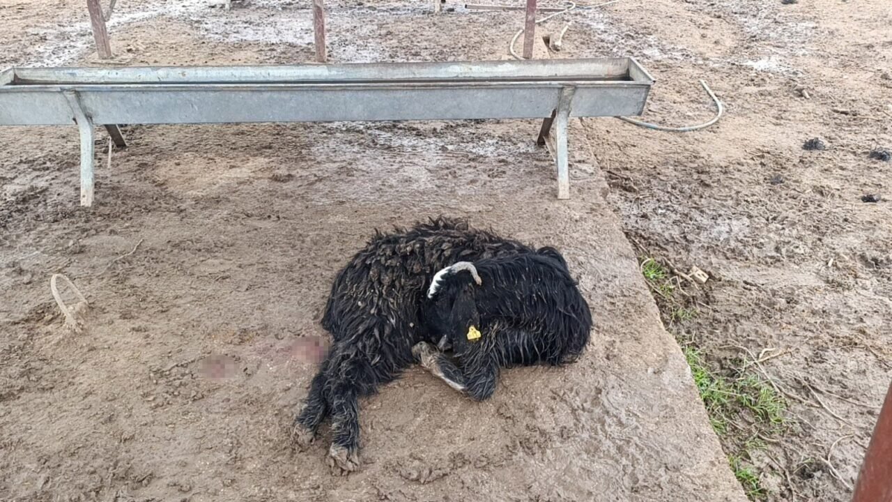 Antalya’da sokak köpekleri 25 keçiyi telef etti