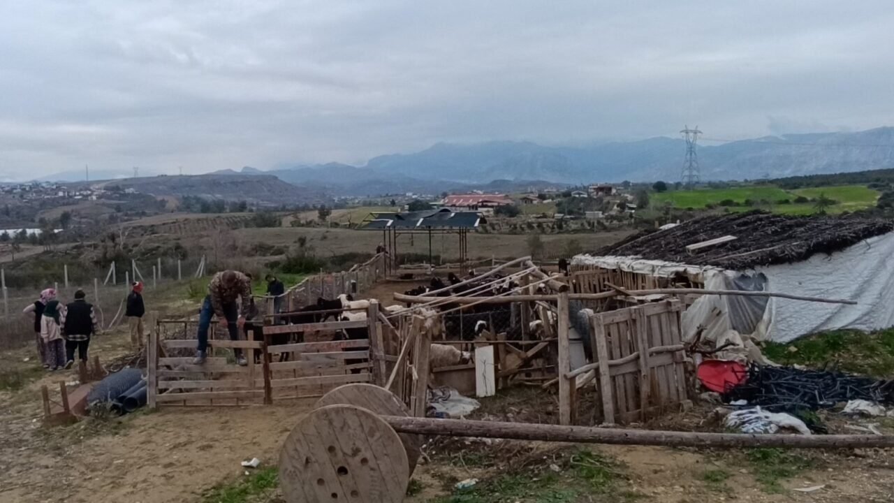 Antalya’da sokak köpekleri 25 keçiyi telef etti