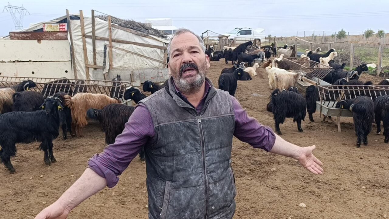 Antalya’da sokak köpekleri 25 keçiyi telef etti