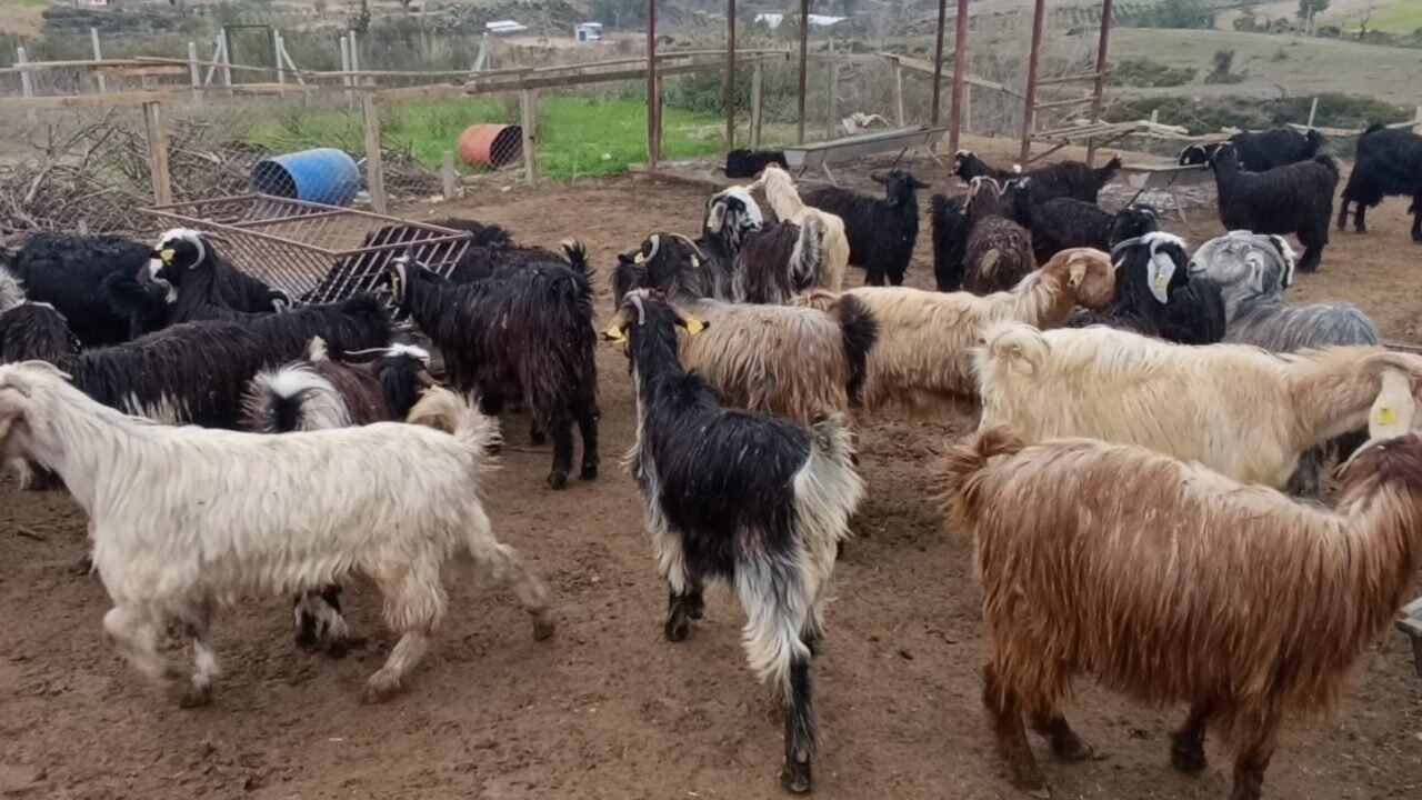 Antalya’da sokak köpekleri 25 keçiyi telef etti