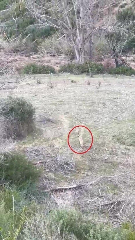 Antalya’da sokak köpekleri 25 keçiyi telef etti