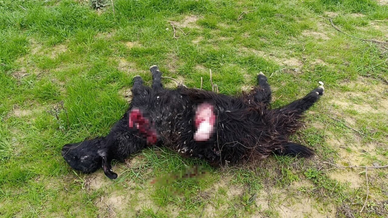 Antalya’da sokak köpekleri 25 keçiyi telef etti