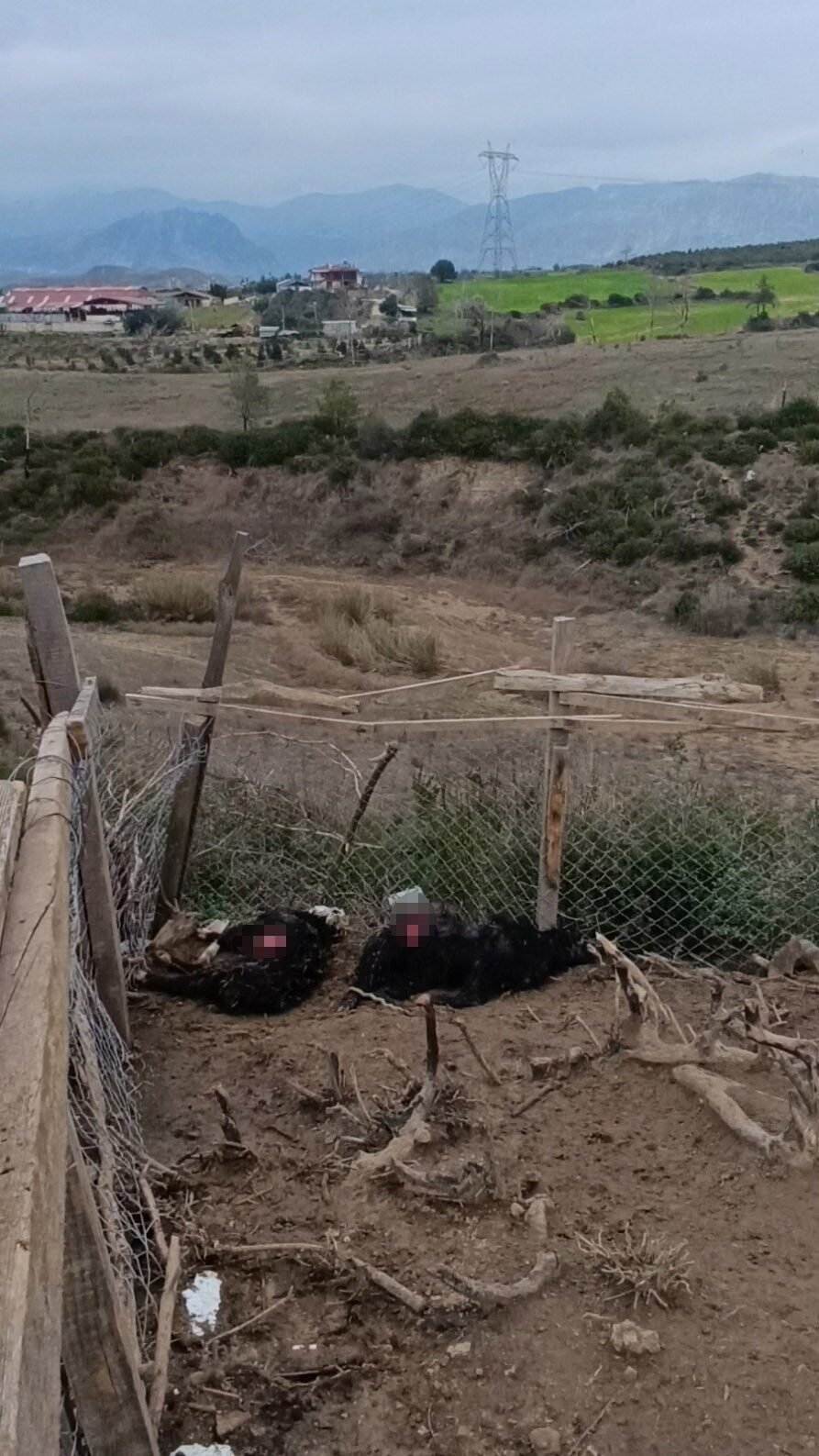 Antalya’da sokak köpekleri 25 keçiyi telef etti