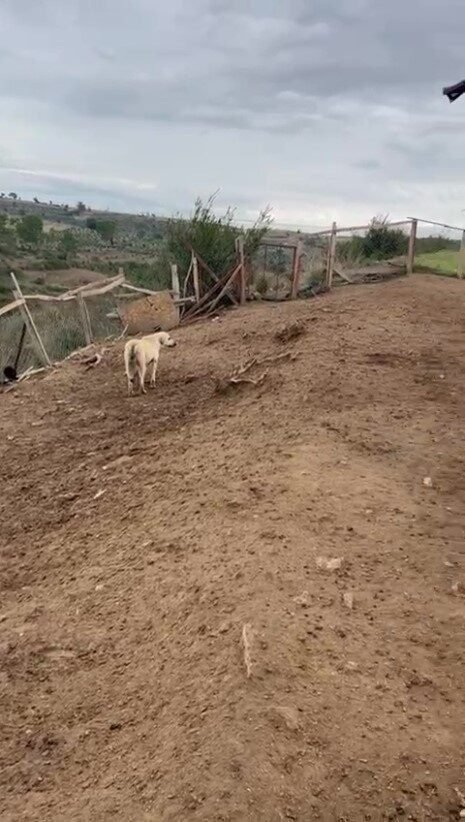 Antalya’da sokak köpekleri 25 keçiyi telef etti