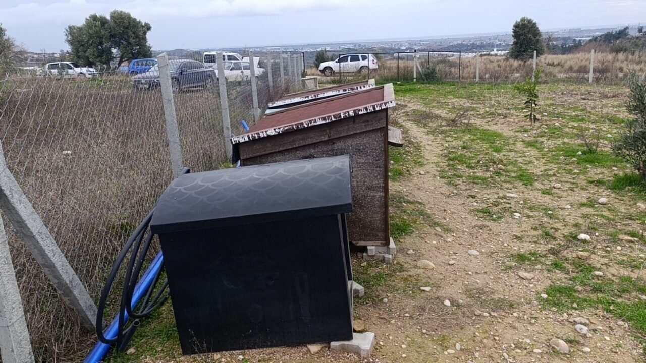 Antalya’da sokak köpekleri 25 keçiyi telef etti