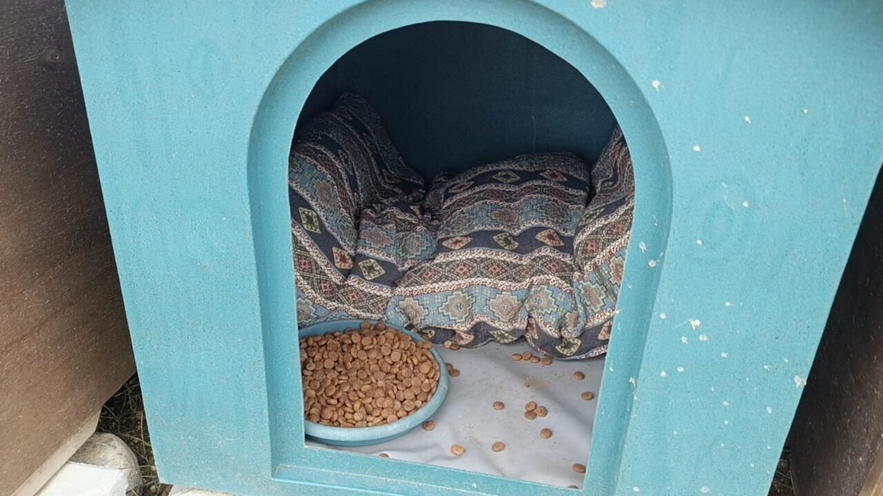 Antalya’da sokak köpekleri 25 keçiyi telef etti