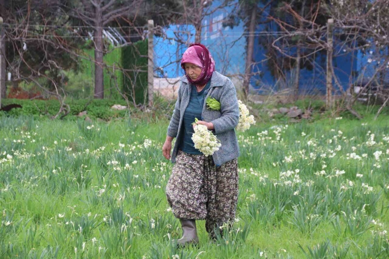 Karaburun’u nergis kokusu sardı