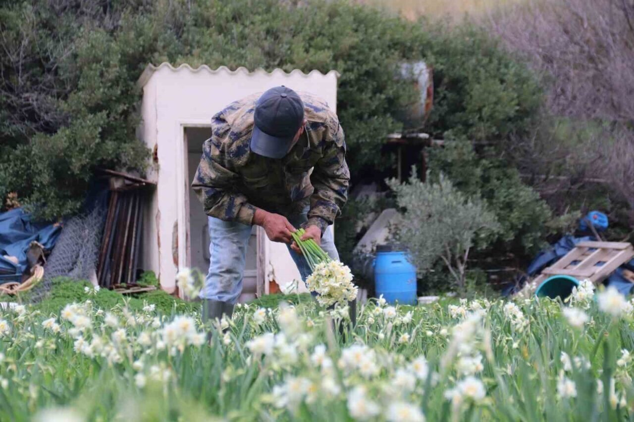 Karaburun’u nergis kokusu sardı