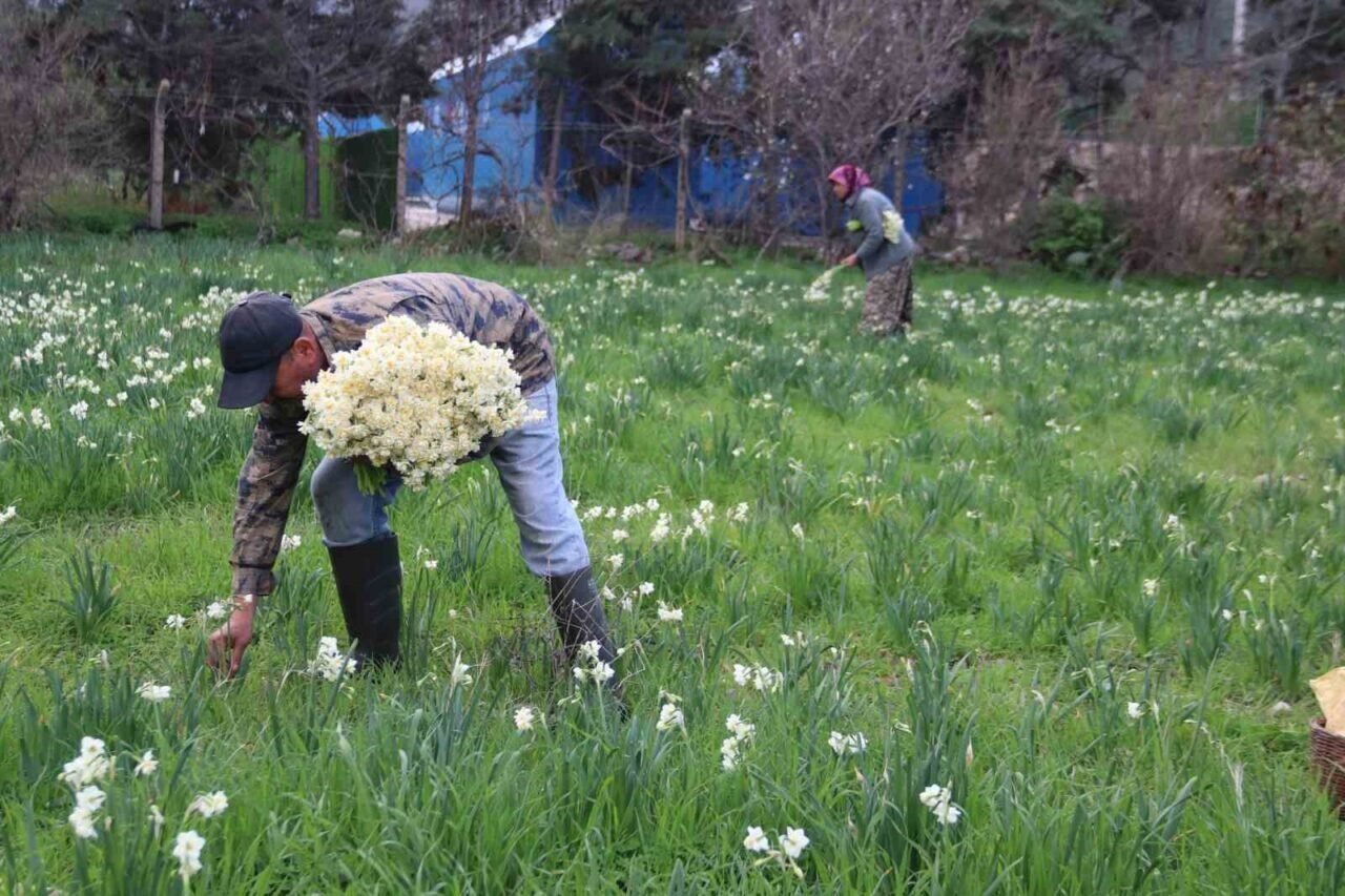 Karaburun’u nergis kokusu sardı