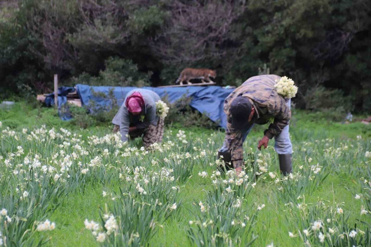 Karaburun’u nergis kokusu sardı