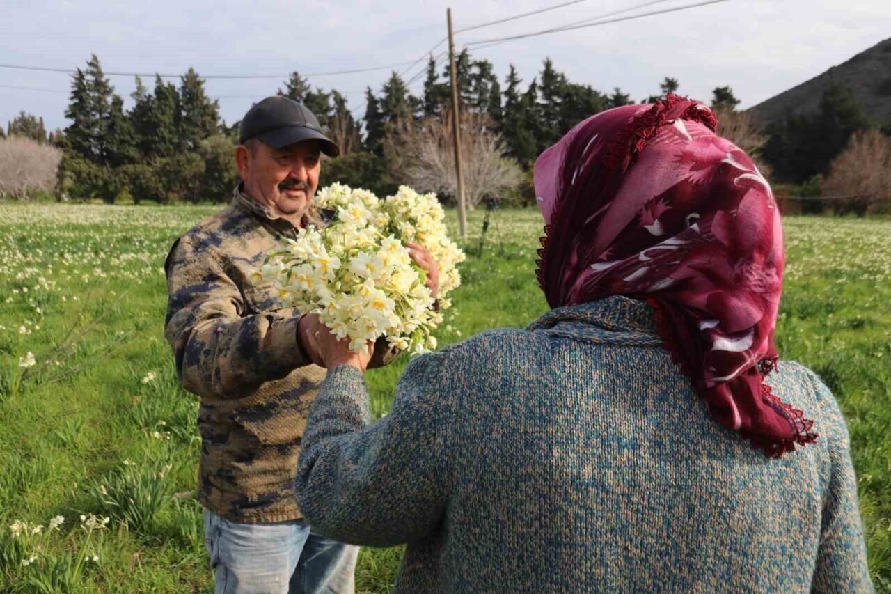 Karaburun’u nergis kokusu sardı