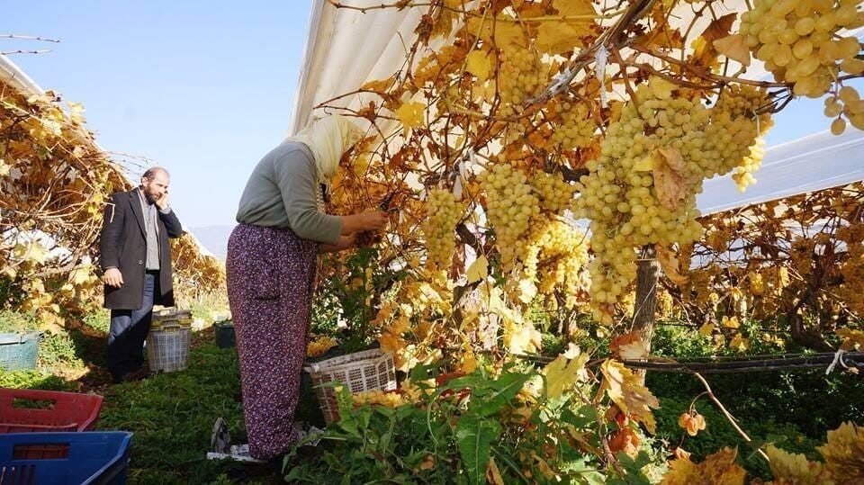 Sarıgöl’de kadın işçi yevmiyeleri 100 TL zamlandı