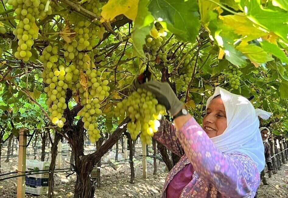 Sarıgöl Ziraat Odası üzüm bağlarında çalışan kadın işçilerin yevmiyelerinin 100