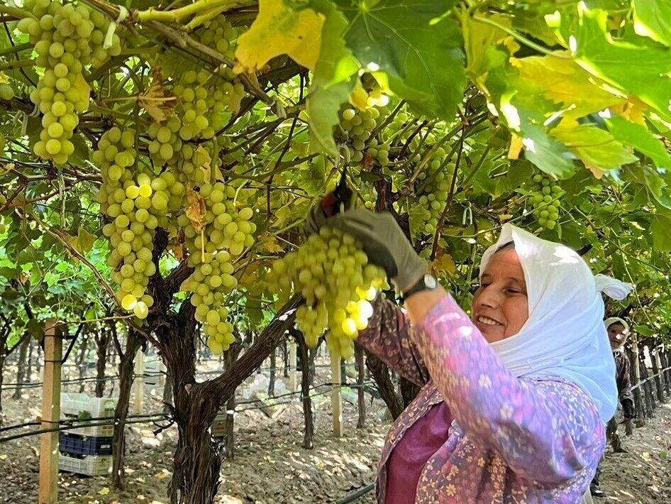 Sarıgöl’de kadın işçi yevmiyeleri 100 TL zamlandı