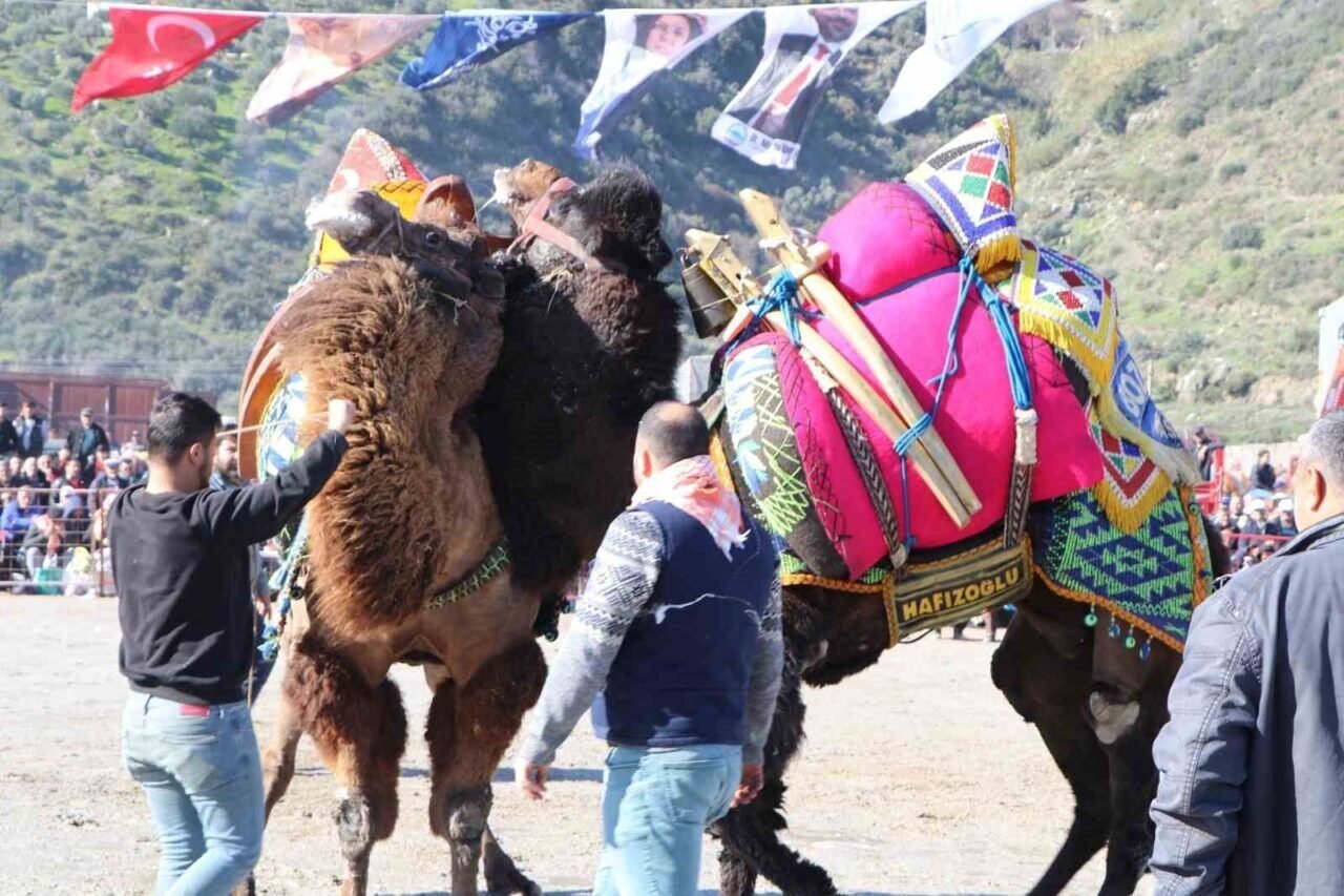 Söke’de Deve Güreşi Festivali renkli geçti