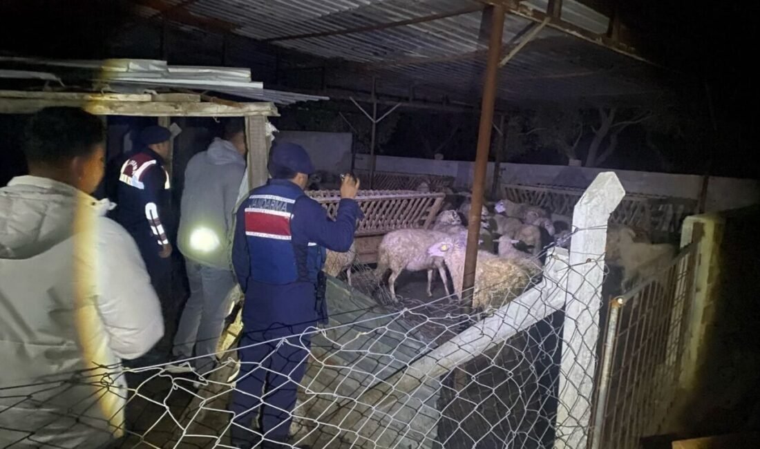 Aydın’ın Germencik ilçesinde jandarma ekipleri tarafından yapılan çalışmalarda kayıp 80
