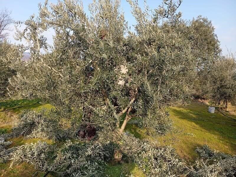 Sarıgöl’de zeytin budama çalışmalarına başkandı