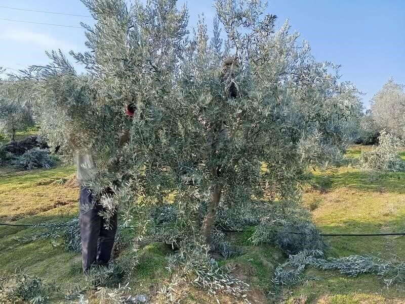 Manisa’nın Sarıgöl ilçesi ve mahallelerinde zeytin ağaçlarının budamasına yoğun bir