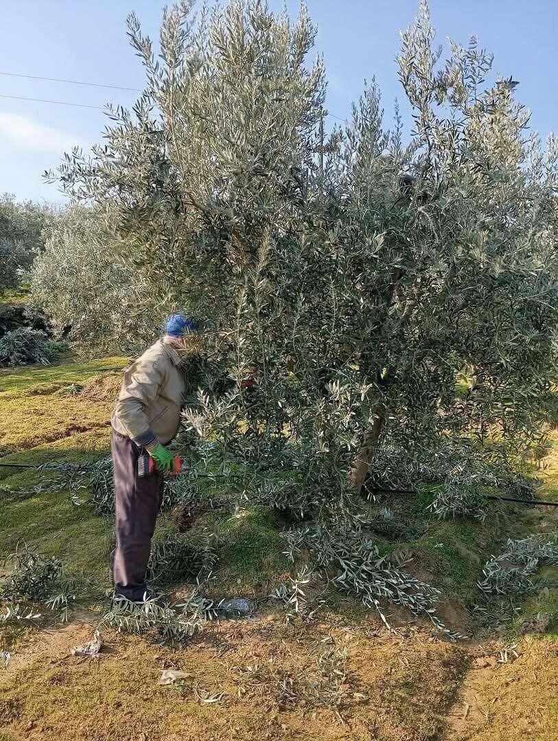 Sarıgöl’de zeytin budama çalışmalarına başkandı