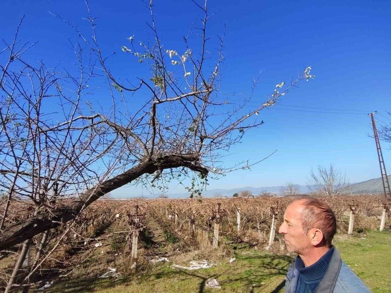 Tarım işçileri bahar havasında çalışıyor