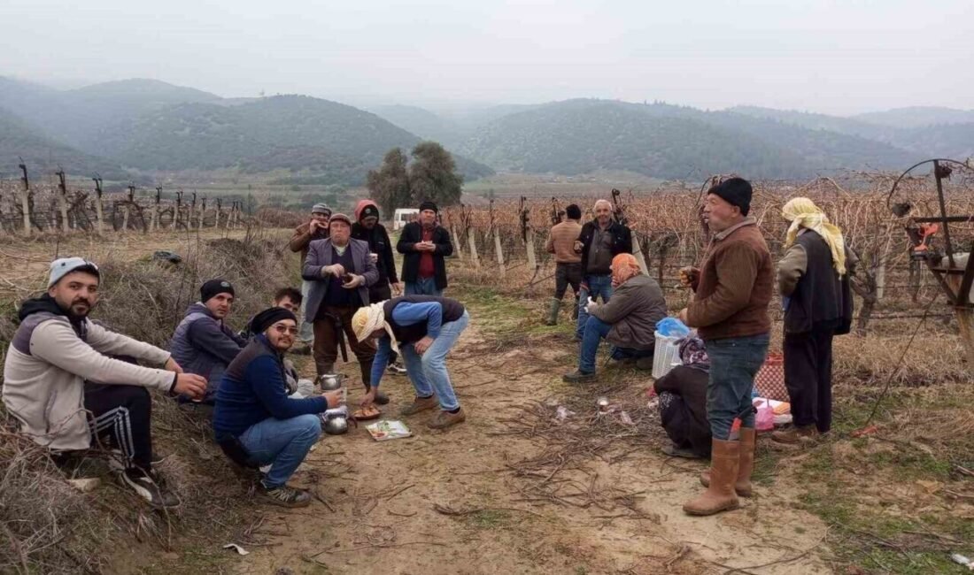 Manisa’nın Sarıgöl ilçesi ve çevresinde üzüm bağlarında kışlık bakımları yapan