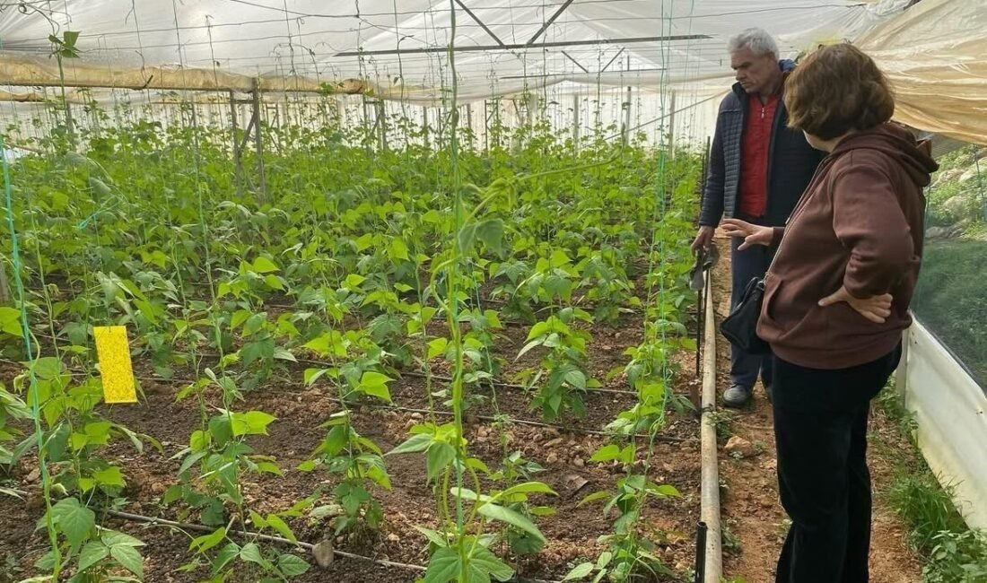 Antalya’nın Gazipaşa İlçe Tarım Müdürlüğü, fasulye üreticilerine yönelik bitki sağlığı