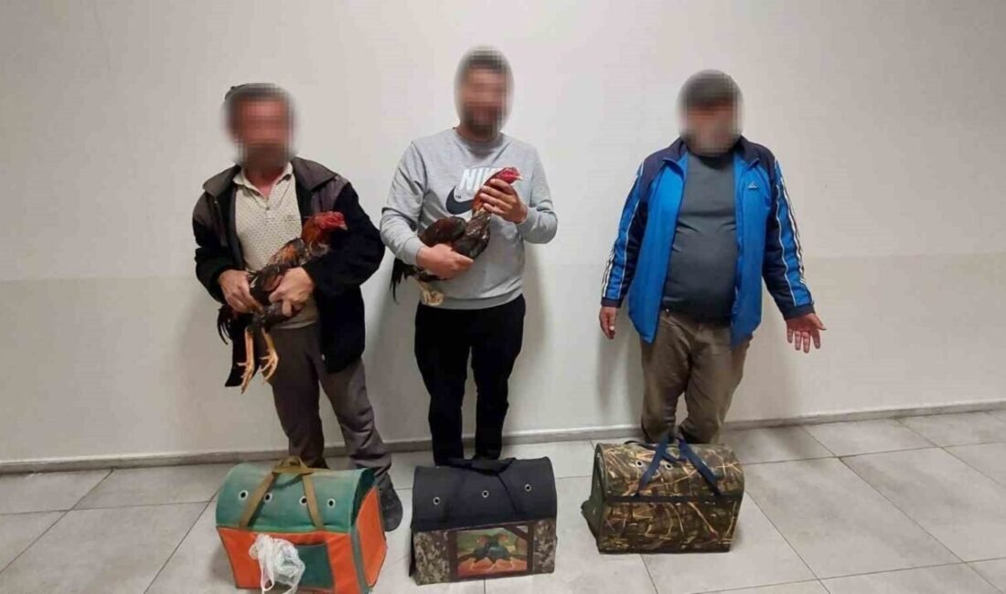 Antalya’da dövüş için hazırlanan 4 horoz, polis ekiplerince muhafaza altına