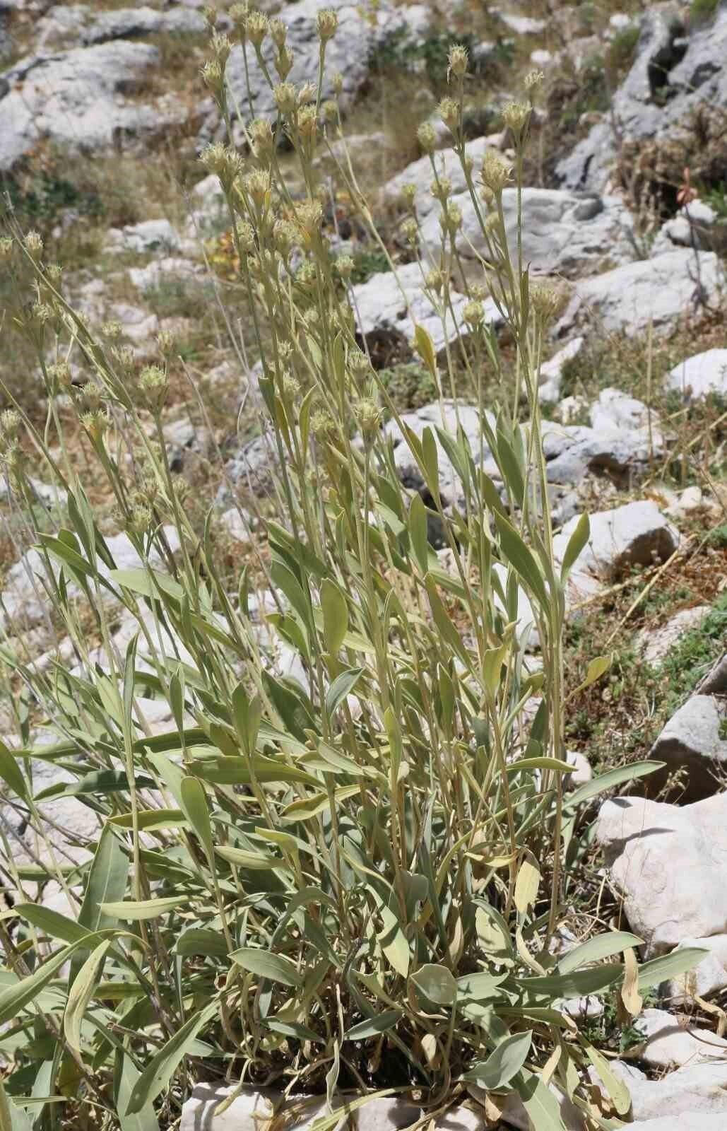 Antalya’da dünya literatürüne yeni bir bitki kazandırıldı