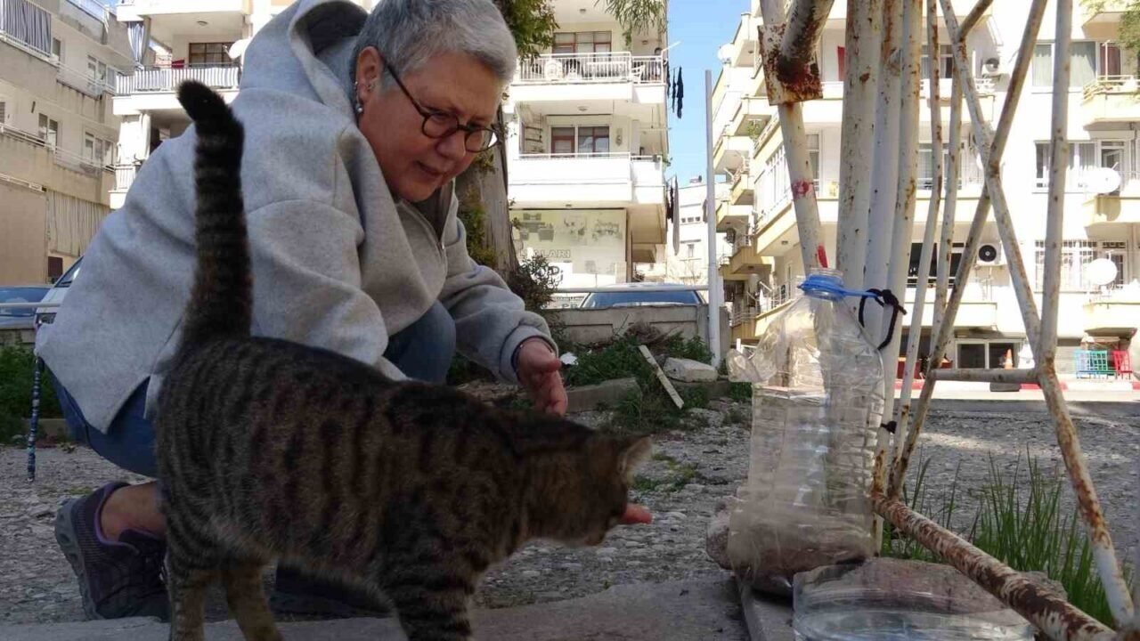 Antalya’da ’kayıp kara kediler’ bilmecesi