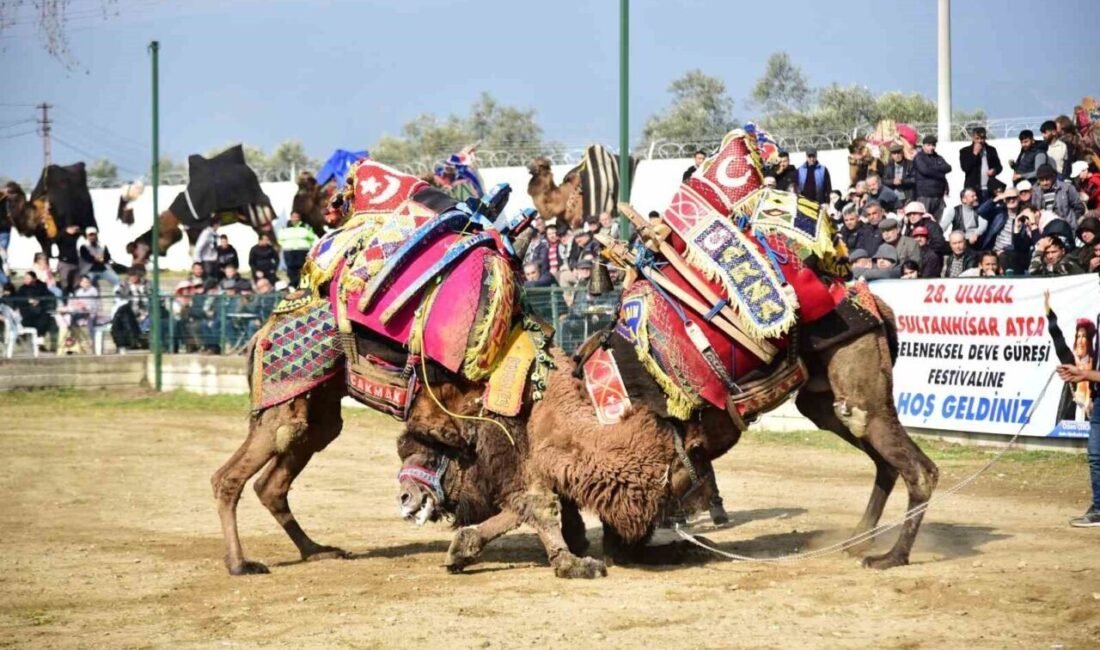 Aydın’ın Sultanhisar ilçesine bağlı Atça Mahallesi’nde sezonun son deve güreşi